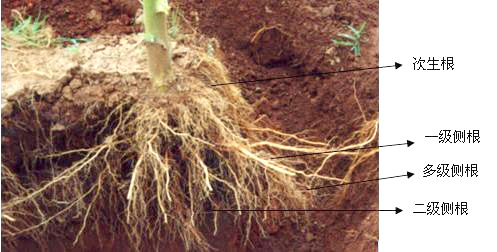 土壤水分速測儀